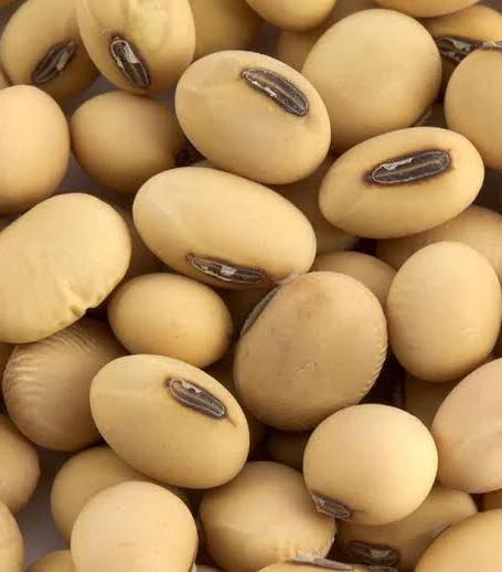 Kacang Kedelai Lempuyangan